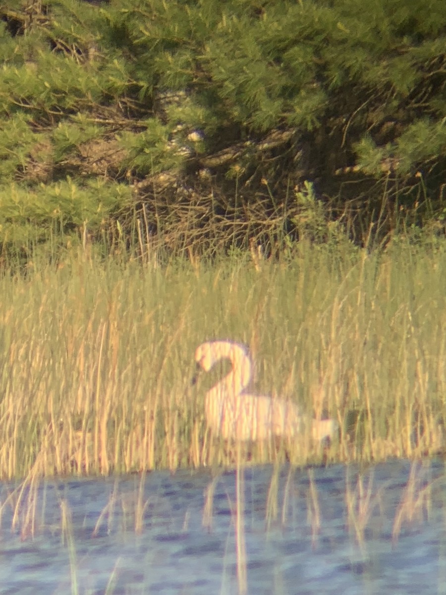 Tundra Swan - ML620513881