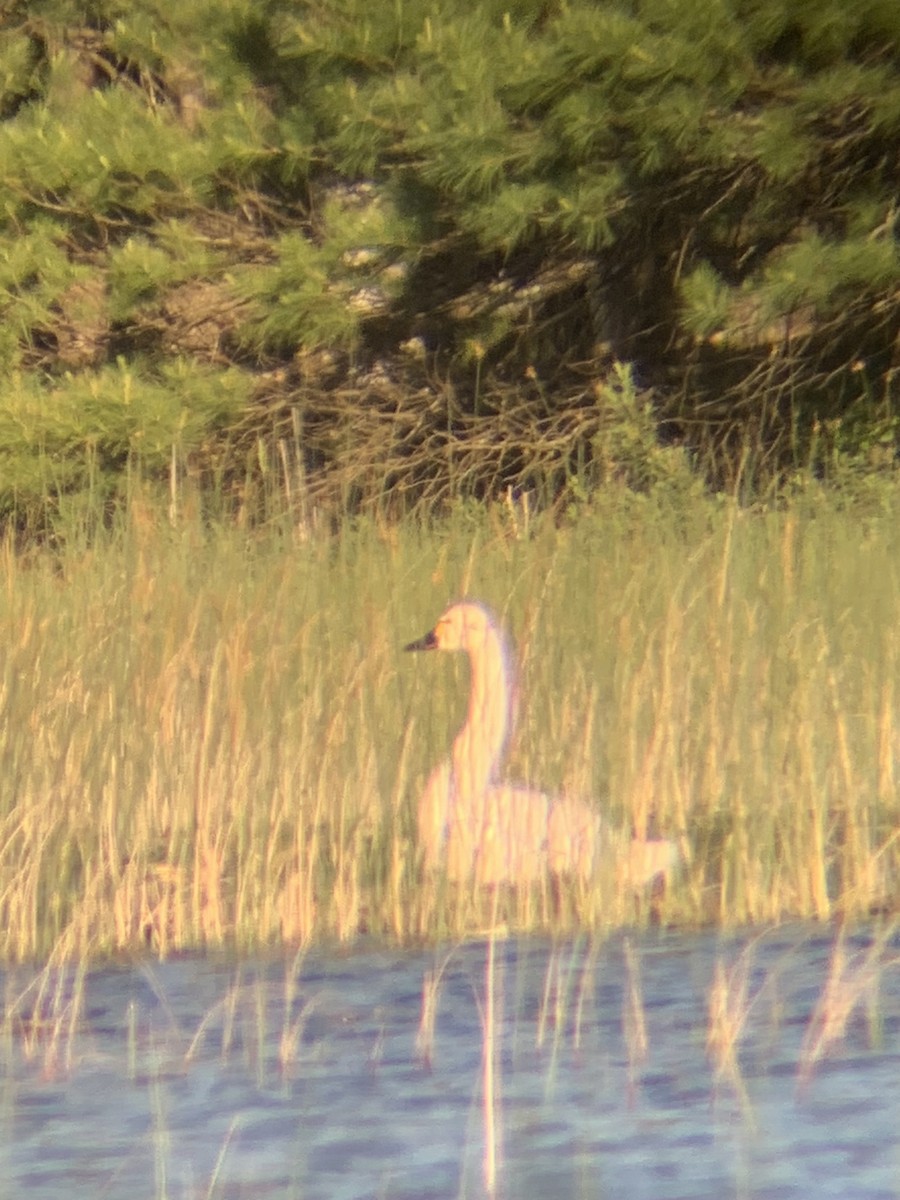 Cygne siffleur - ML620513882