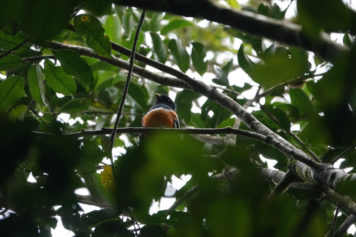 trogon límcový - ML620513885