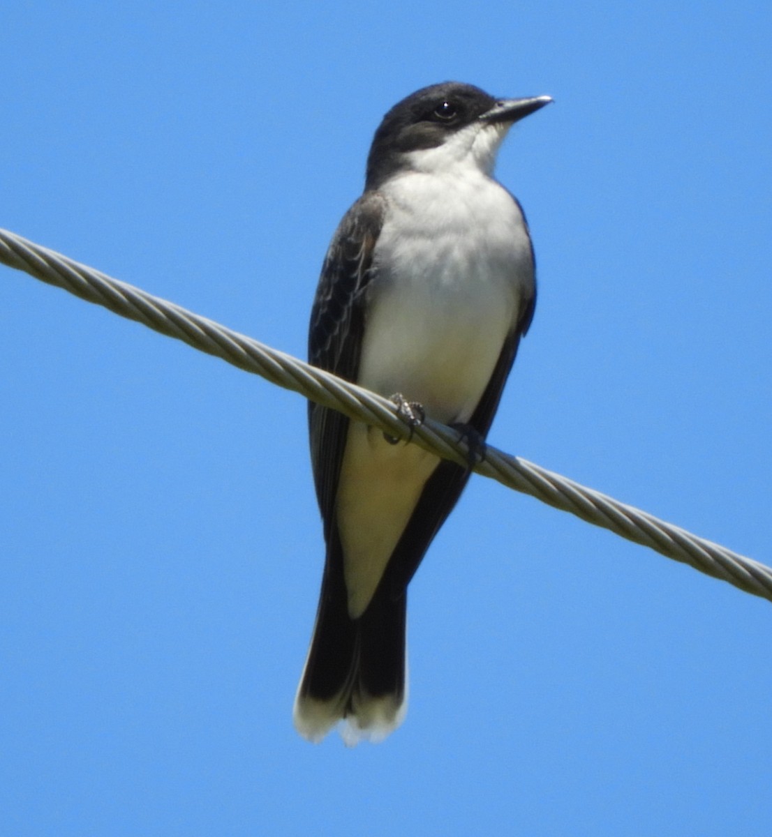 Eastern Kingbird - ML620513886