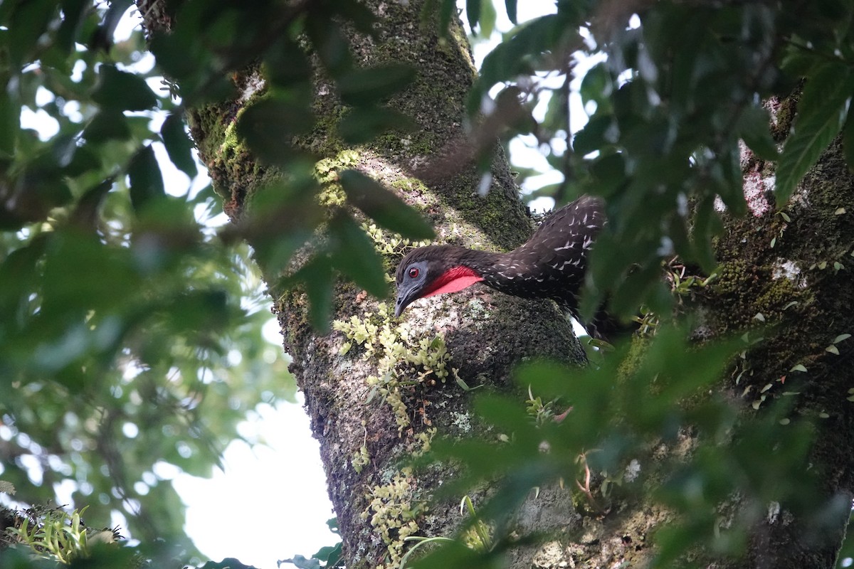 Crested Guan - ML620513889