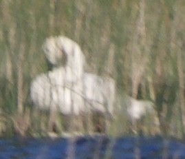 Tundra Swan - ML620513893