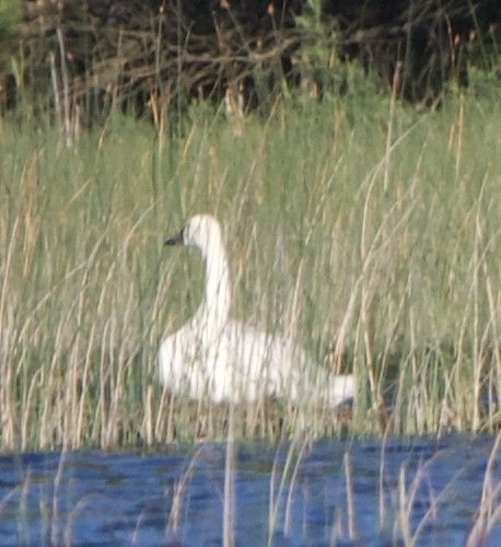 Tundra Swan - ML620513895