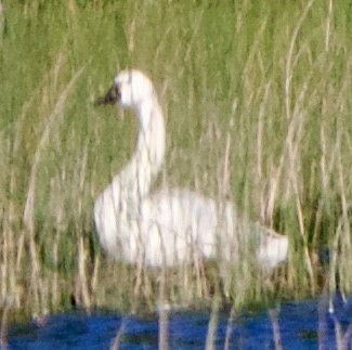 Tundra Swan - ML620513896