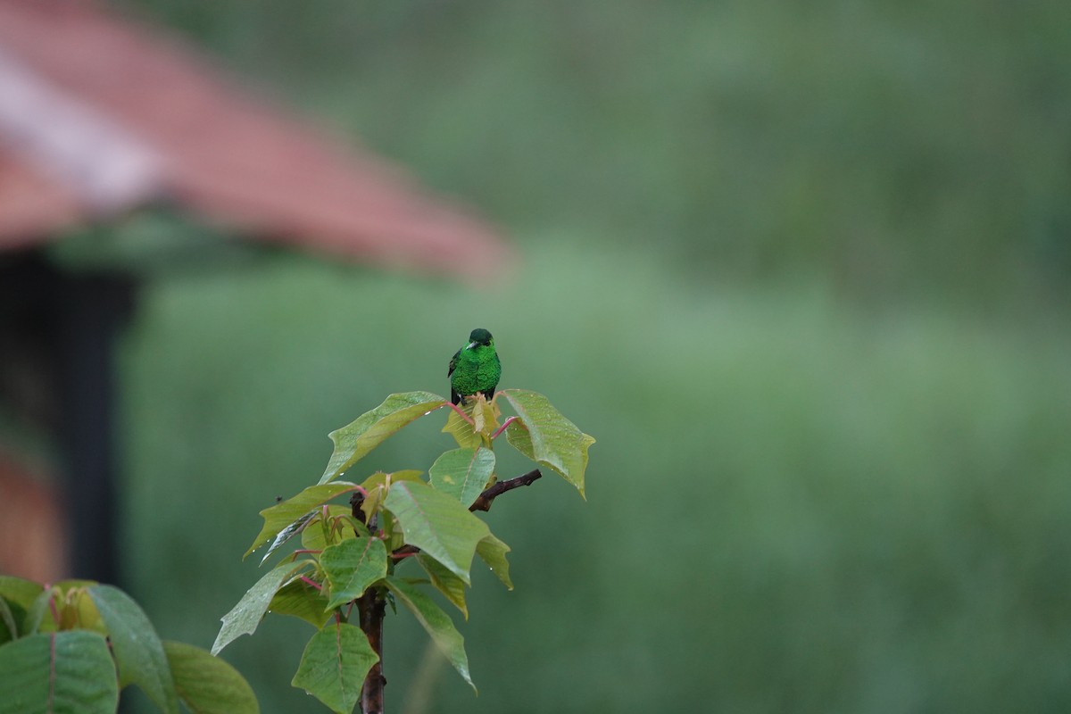 Green-crowned Brilliant - ML620513897