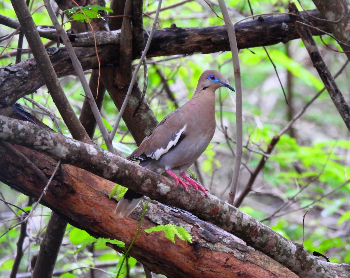 White-winged Dove - ML620513906