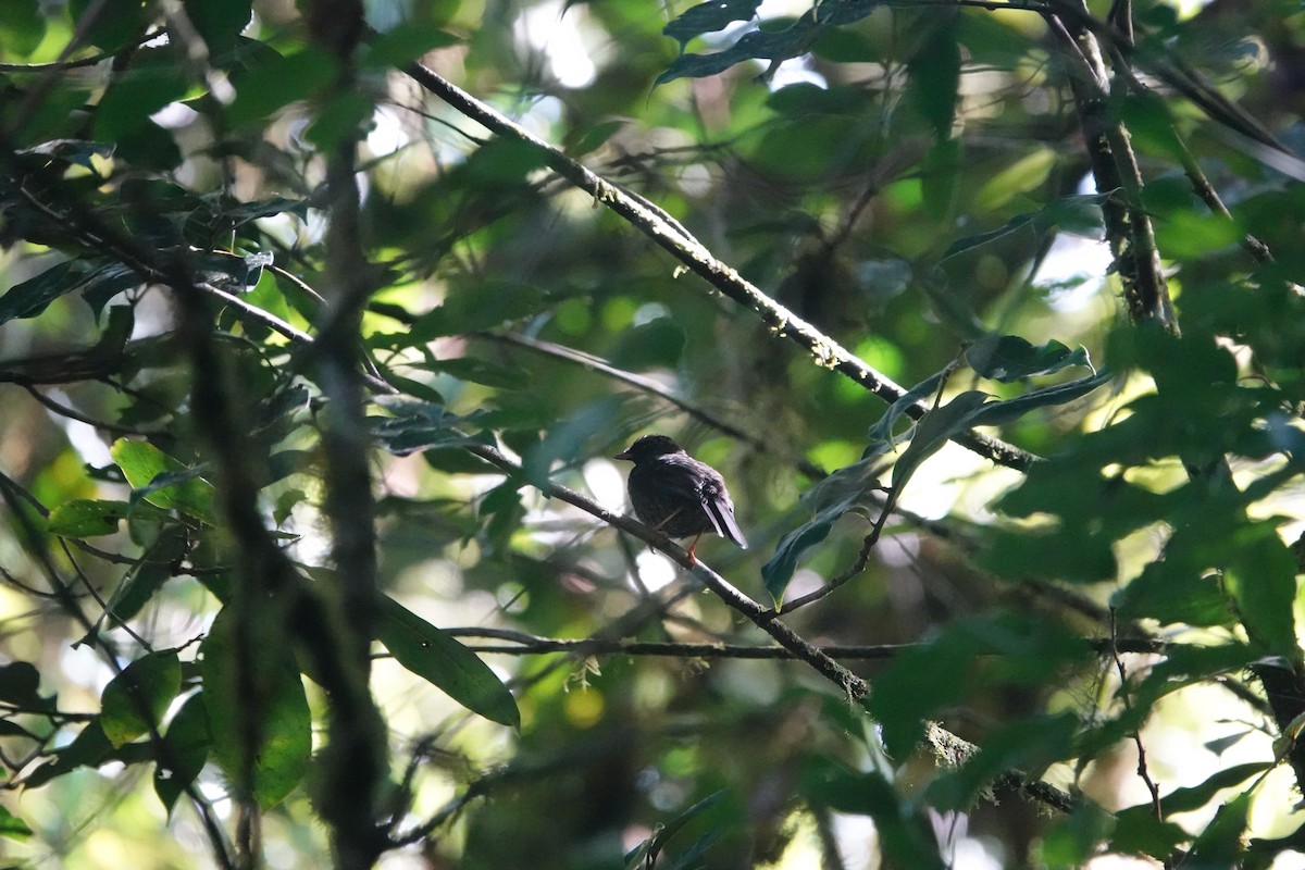 Black-faced Solitaire - ML620513907