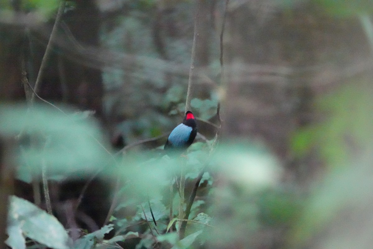 Long-tailed Manakin - ML620513911