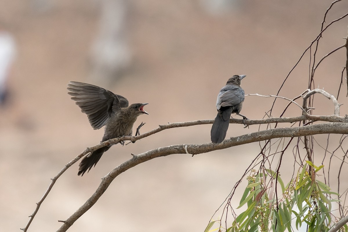 Great-tailed Grackle - ML620513915