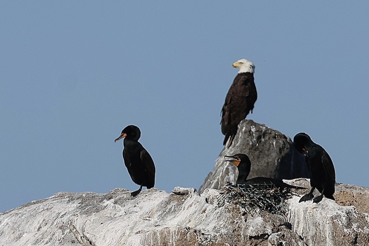 Bald Eagle - ML620513919