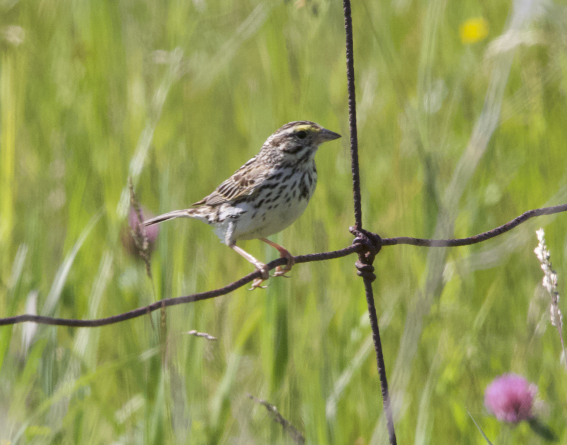 Savannah Sparrow - ML620513925