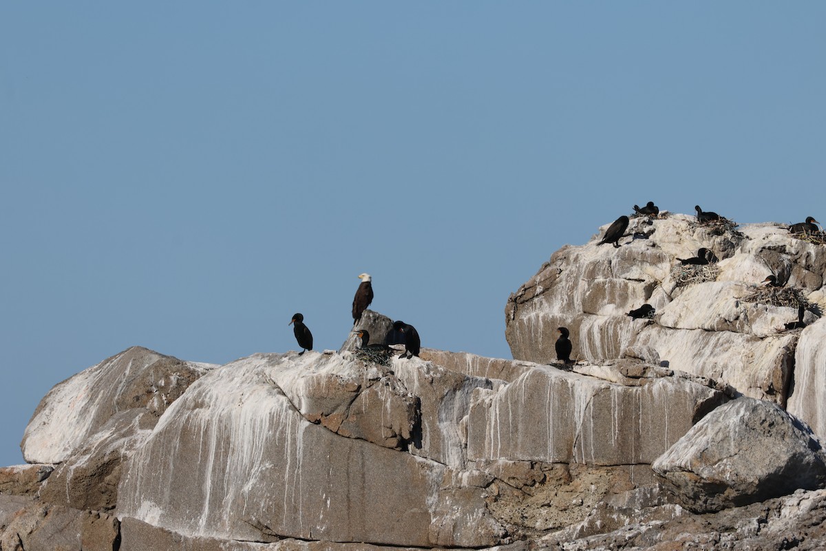 Bald Eagle - Joanne Morrissey