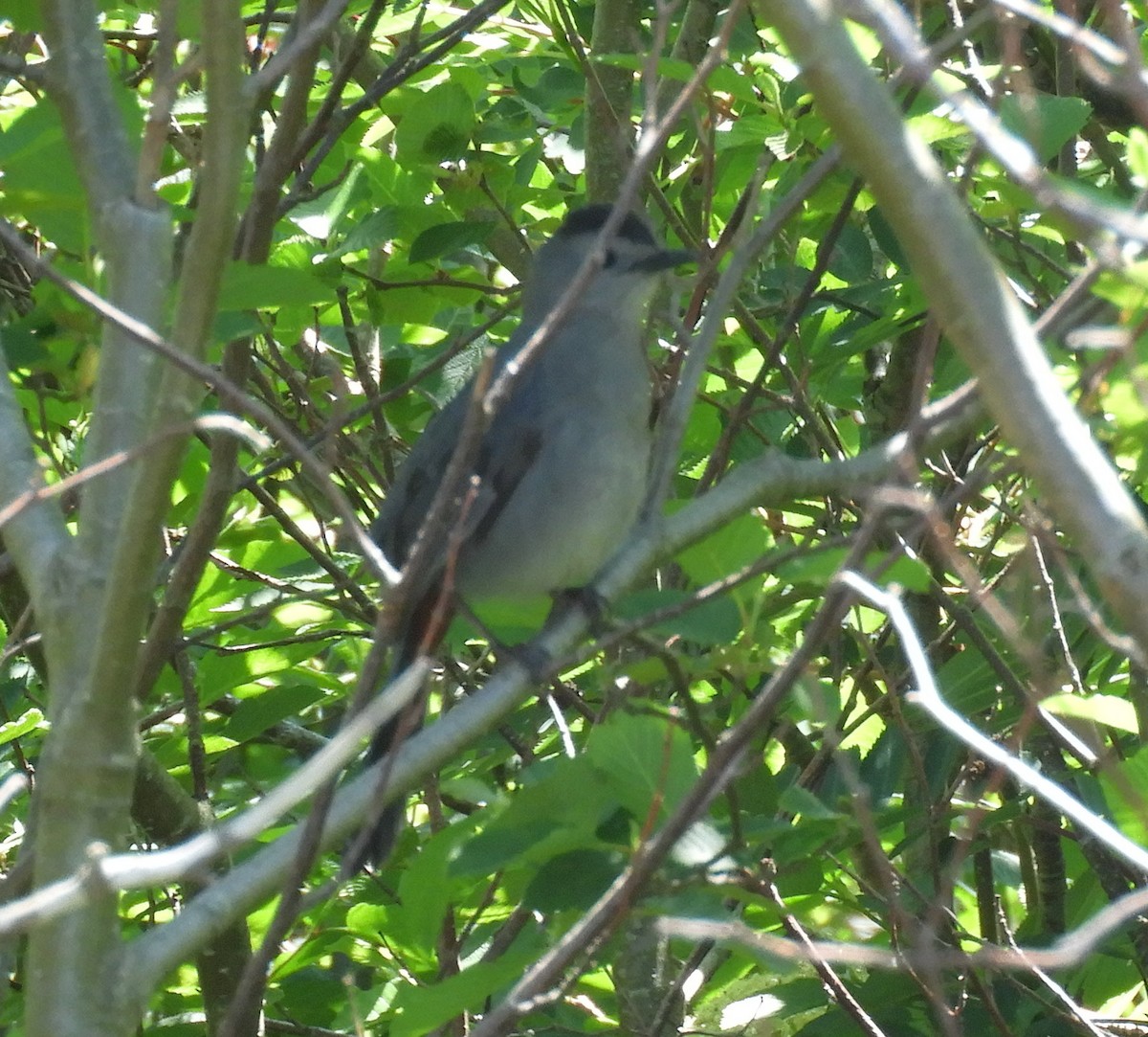 Pájaro Gato Gris - ML620513936