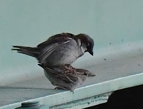 House Sparrow - ML620513937