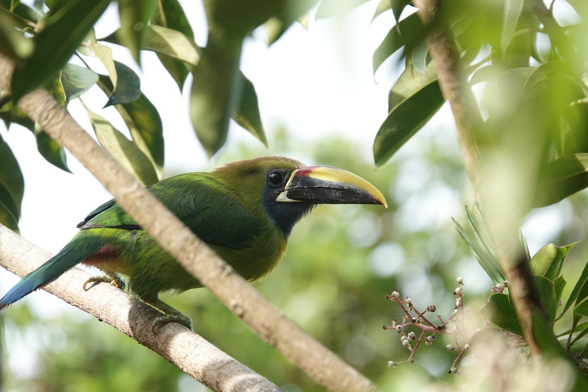 Northern Emerald-Toucanet - ML620513939