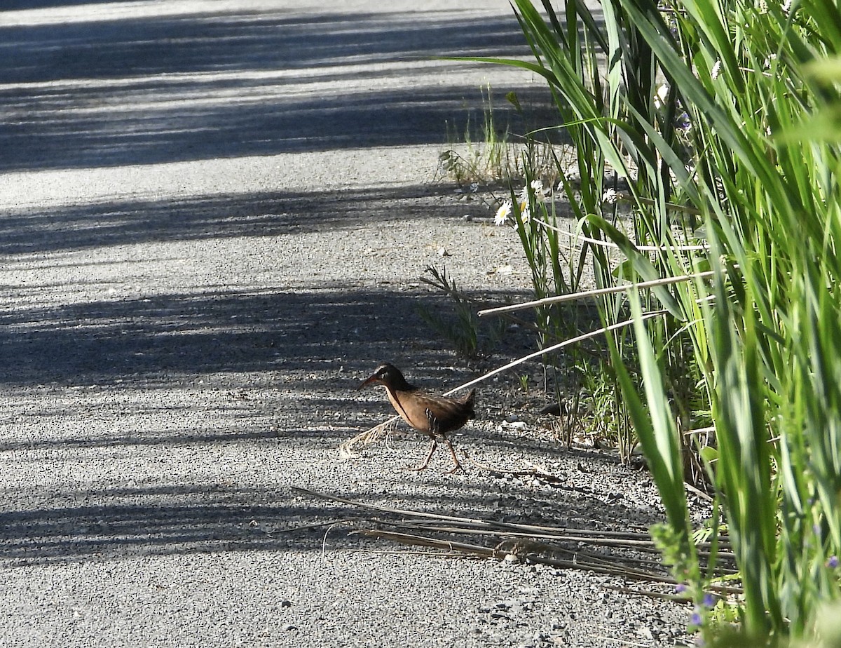 Virginia Rail - ML620513940