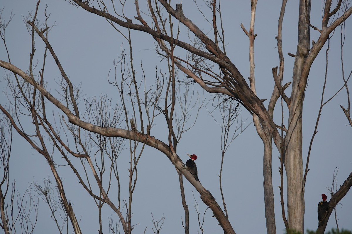 Pale-billed Woodpecker - ML620513942