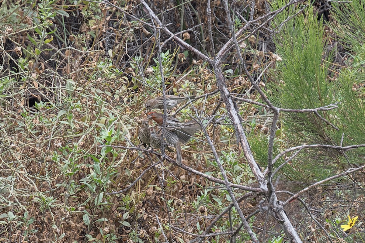 House Finch - ML620513943