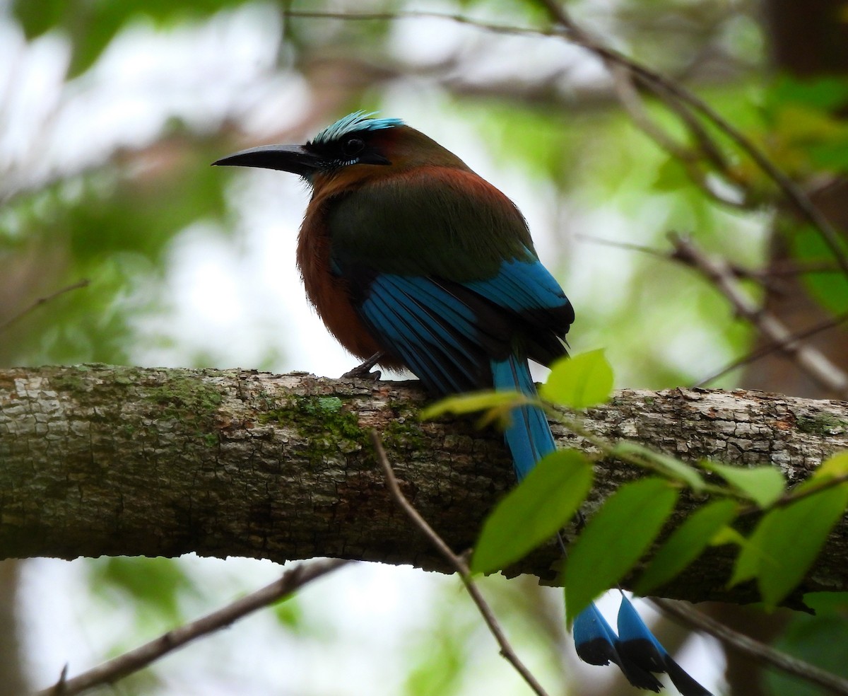 Turquoise-browed Motmot - ML620513947