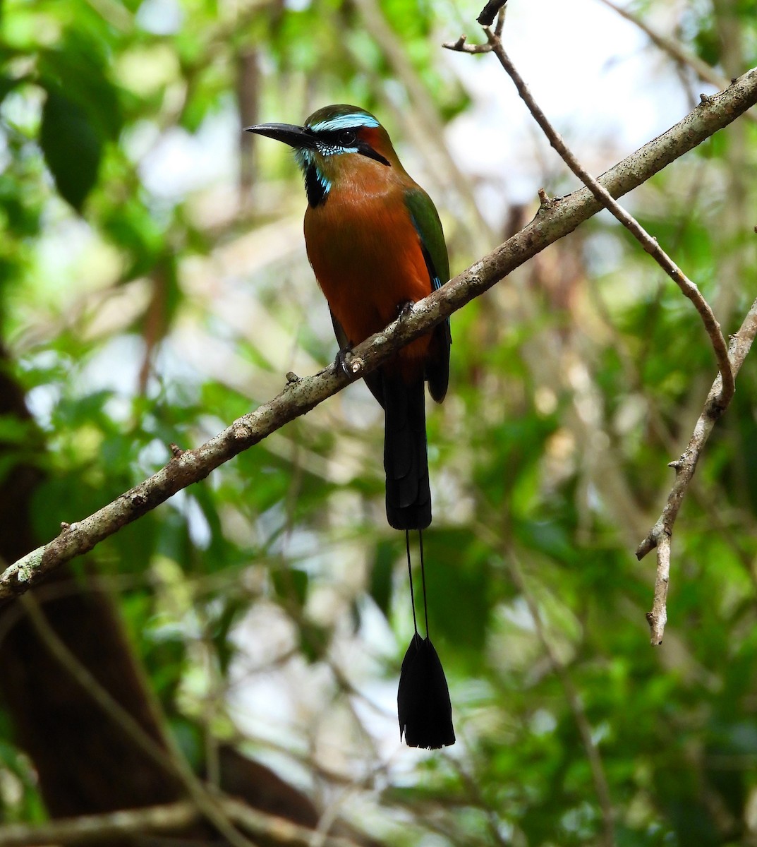 Turquoise-browed Motmot - ML620513951