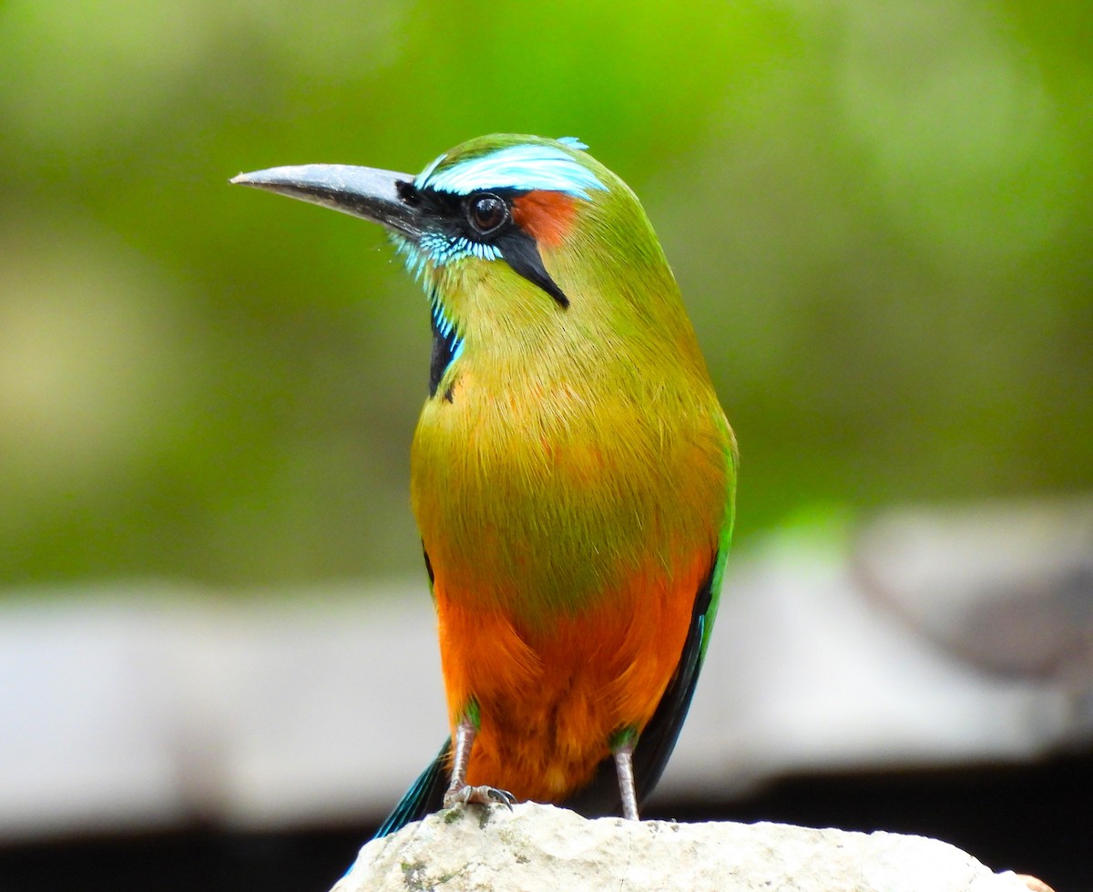 Turquoise-browed Motmot - ML620513953