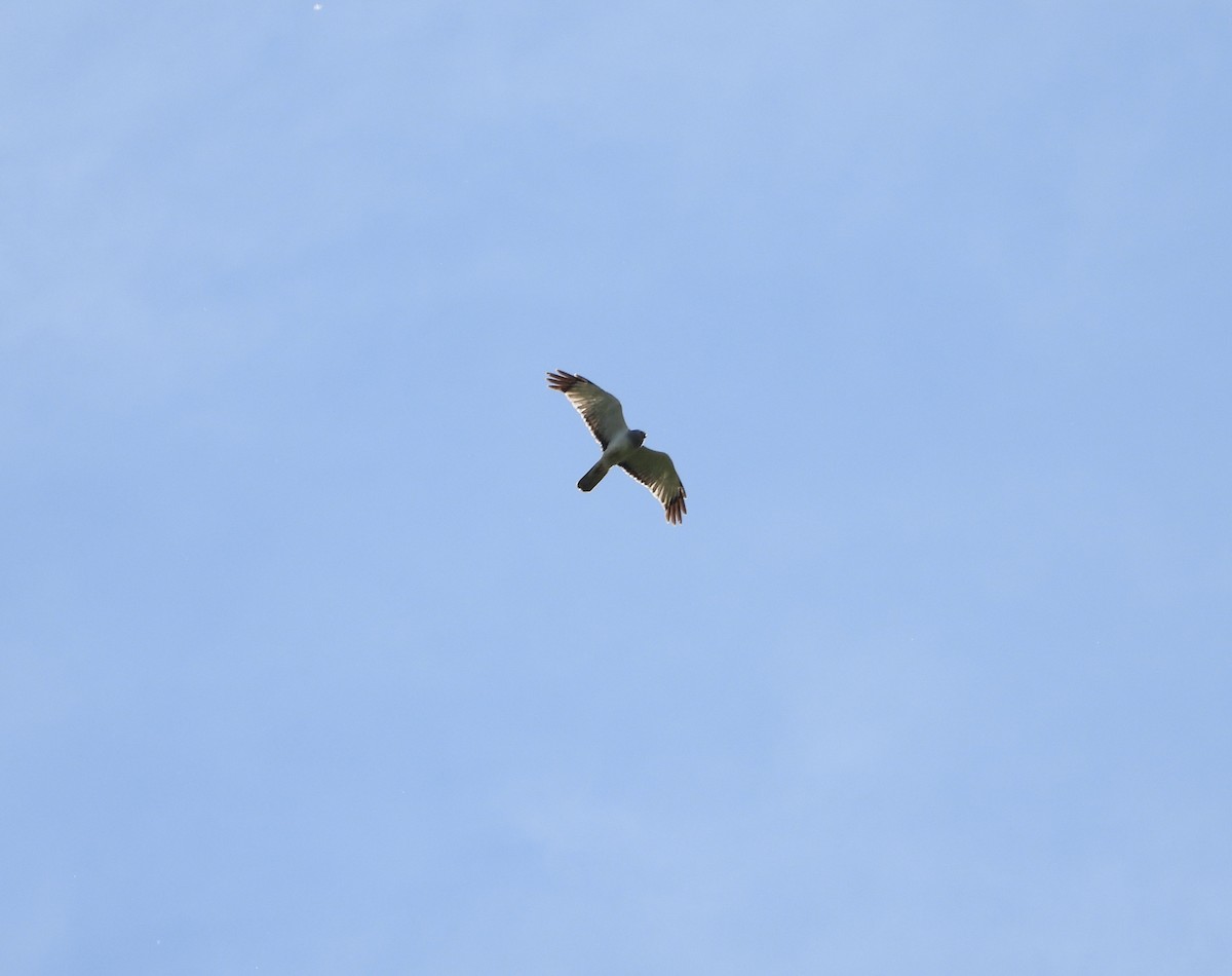 Northern Harrier - ML620513955