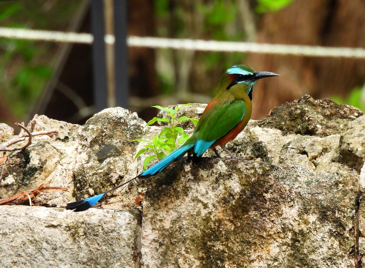 Turquoise-browed Motmot - ML620513960