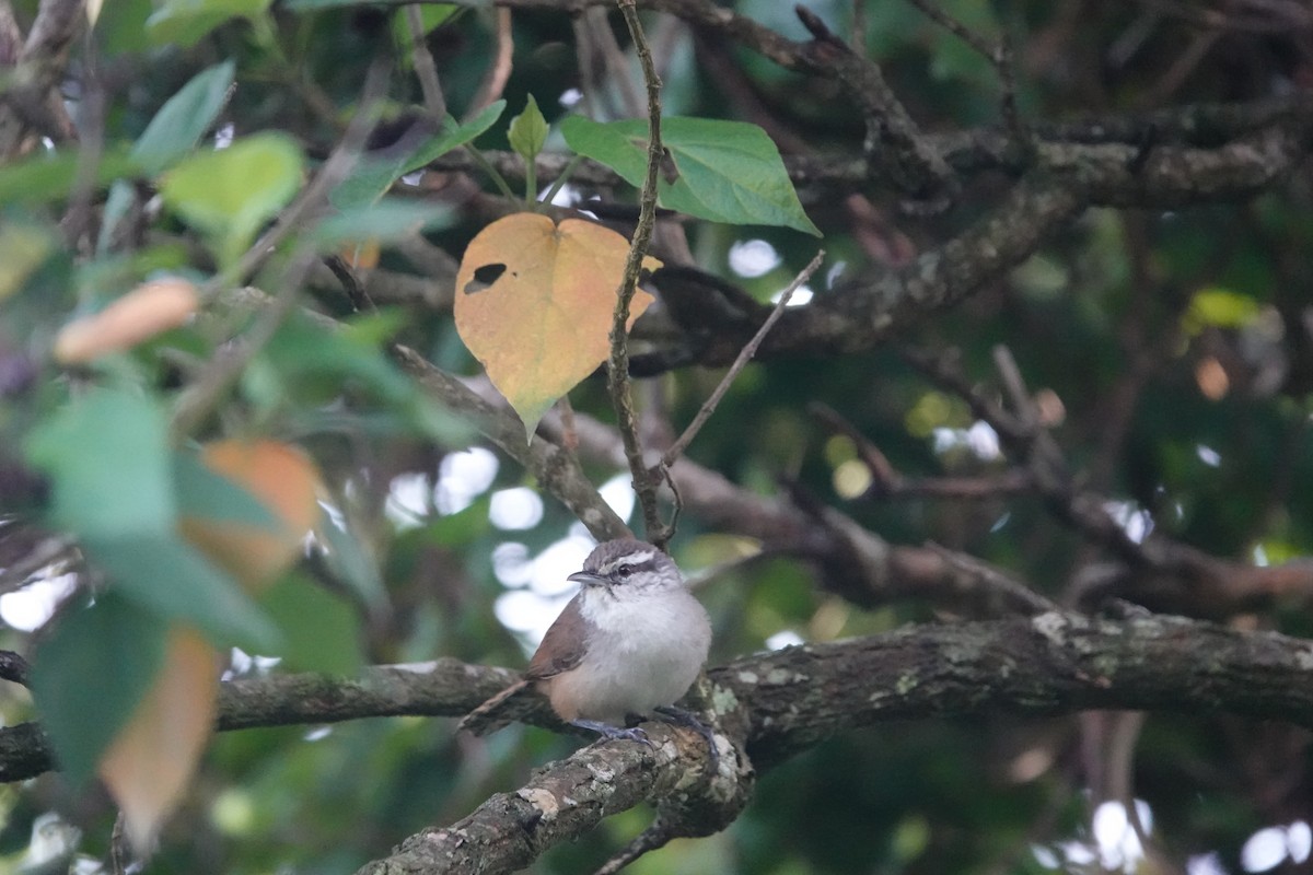 Rufous-and-white Wren - ML620513961