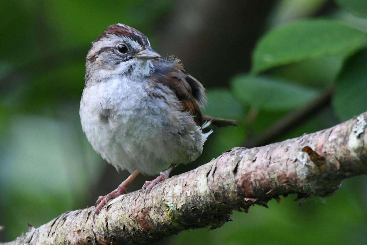 Swamp Sparrow - Bill Ostrander
