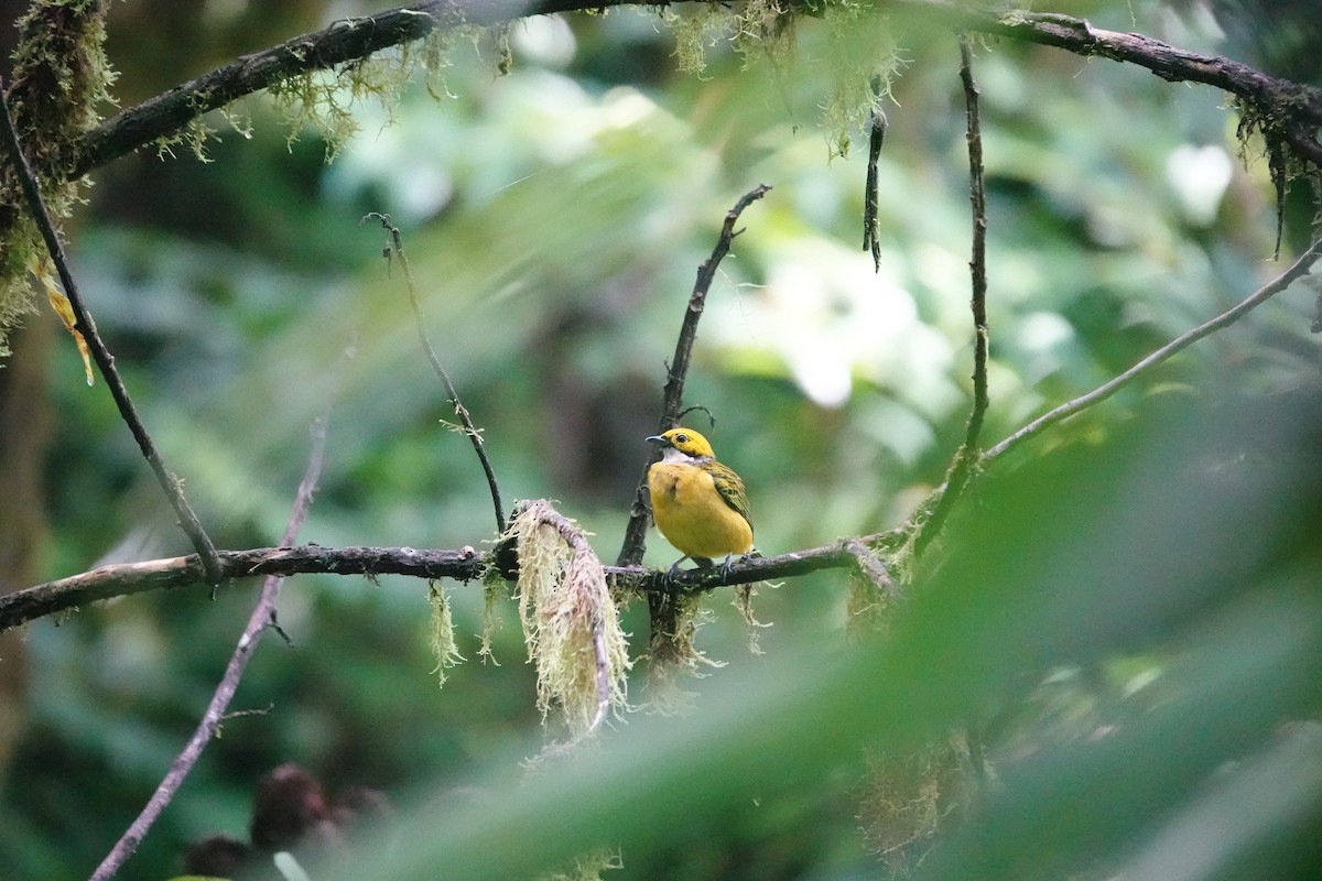 Silver-throated Tanager - ML620513974