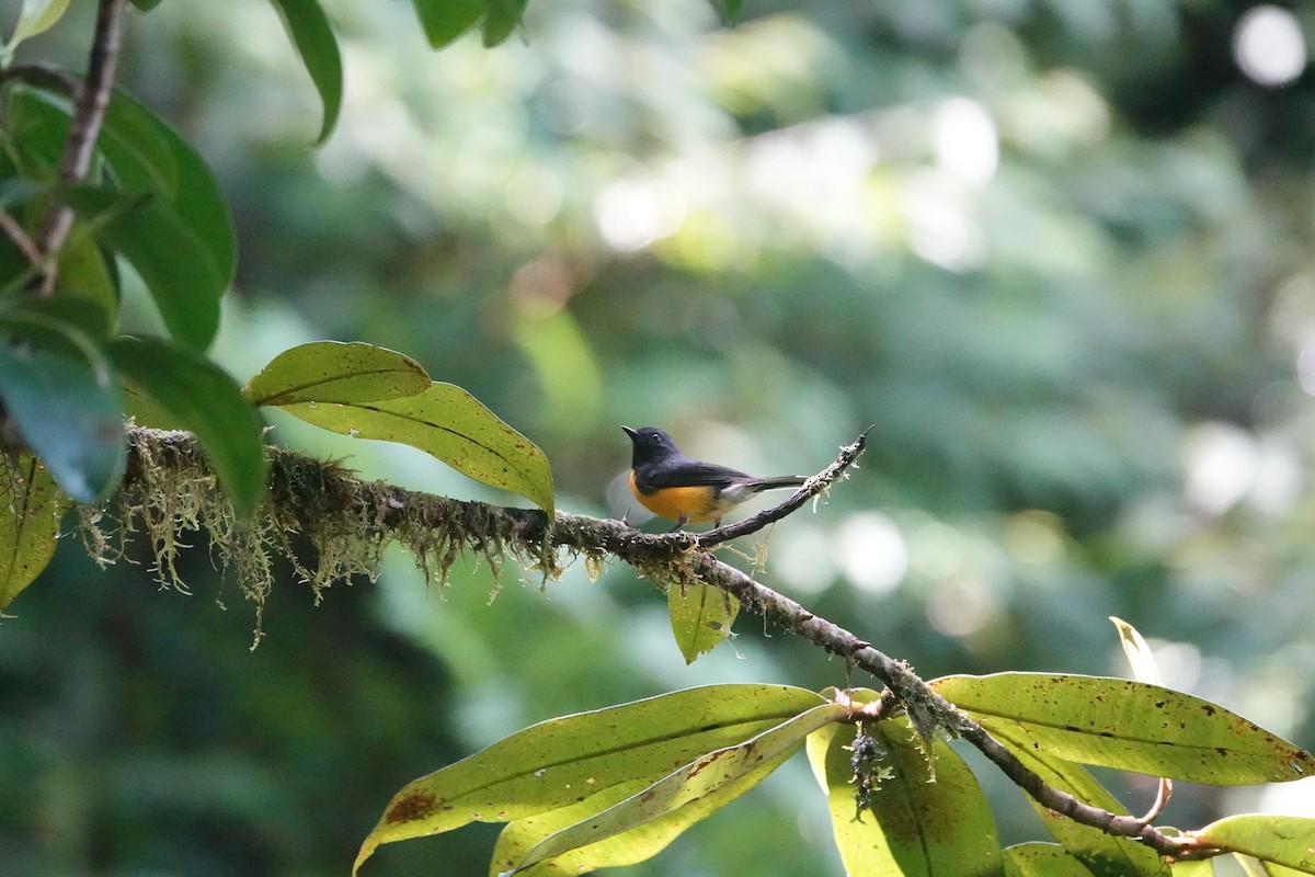 Slate-throated Redstart - ML620513979