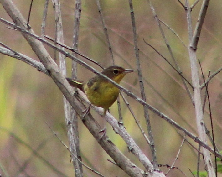 Brasiliengelbkehlchen - ML620513980