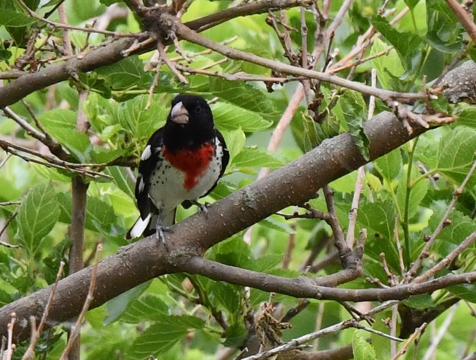 Rose-breasted Grosbeak - ML620513981