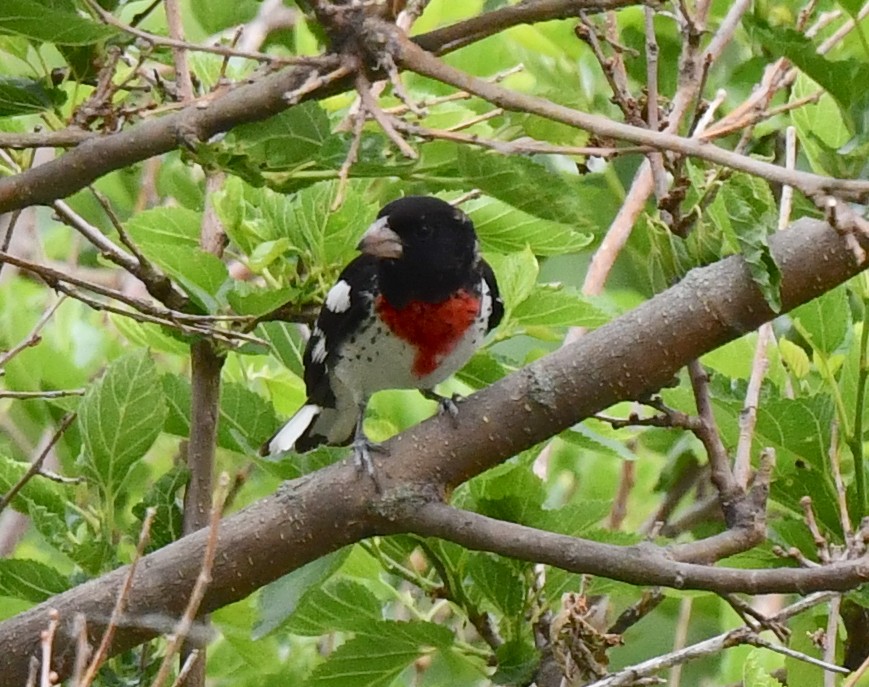 Rose-breasted Grosbeak - Kristen Cart