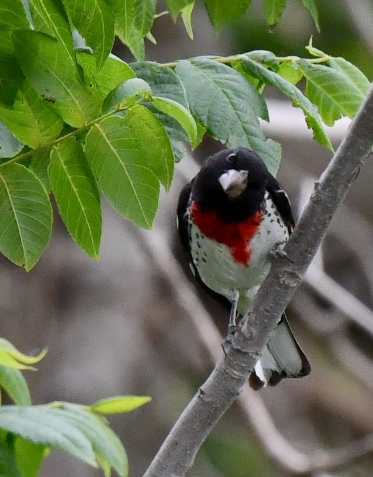 Rose-breasted Grosbeak - ML620513983