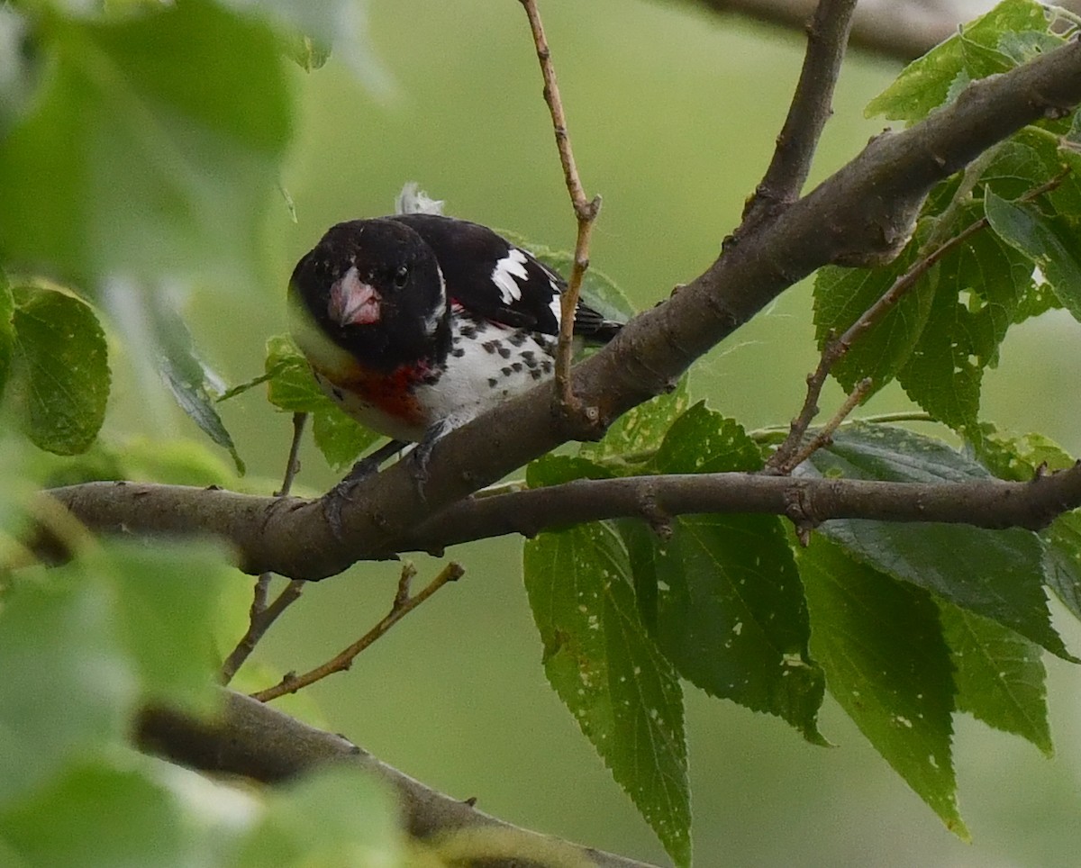 Rose-breasted Grosbeak - ML620513985