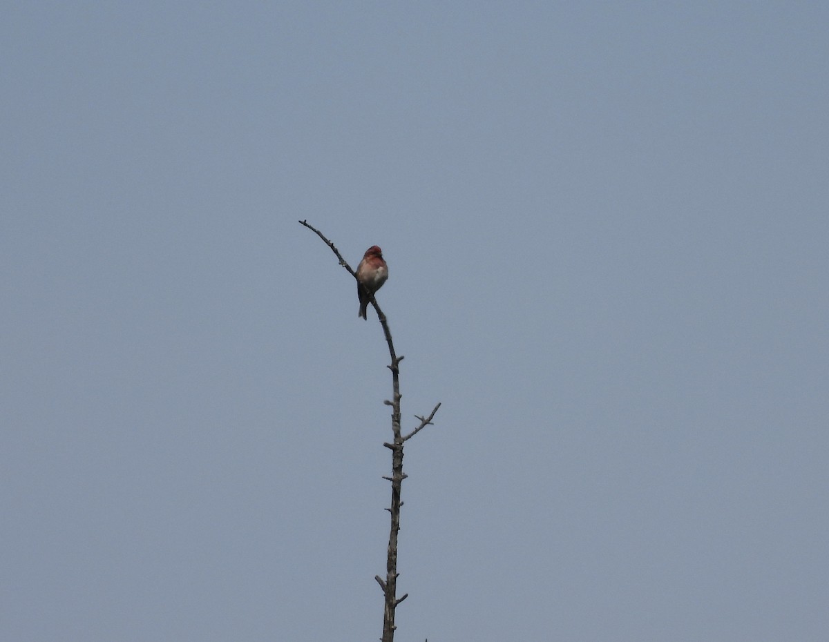 Purple Finch - ML620513986