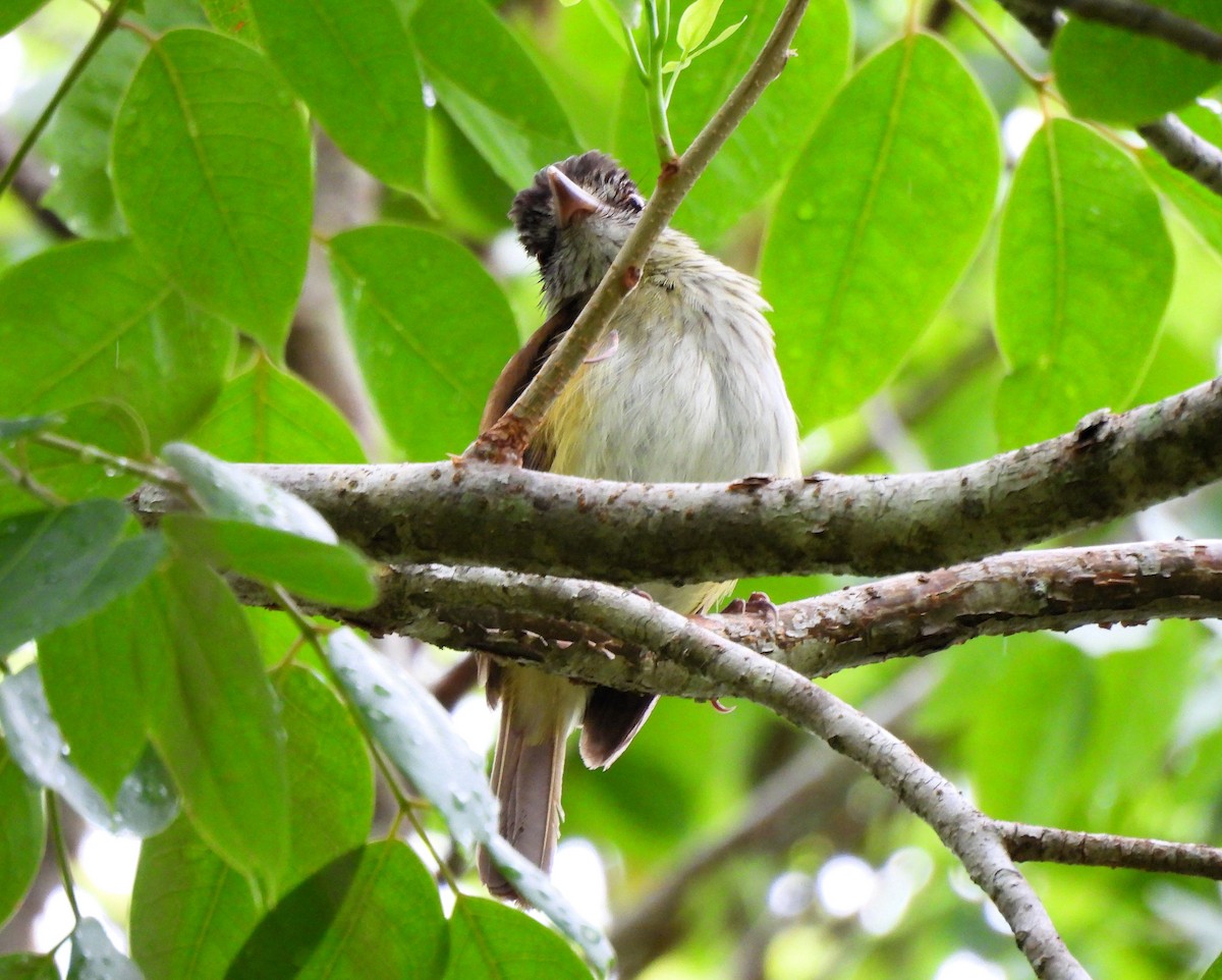 Bright-rumped Attila - ML620513989