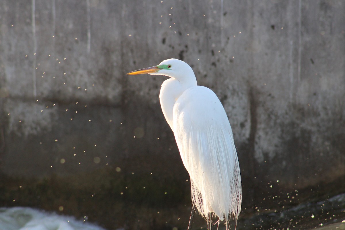 Great Egret - ML620513994