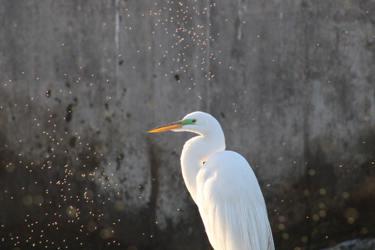 Great Egret - ML620513995