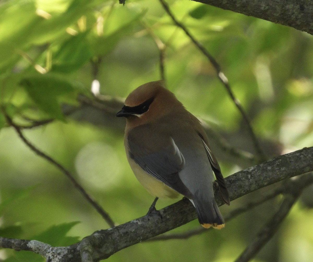 Cedar Waxwing - ML620514000