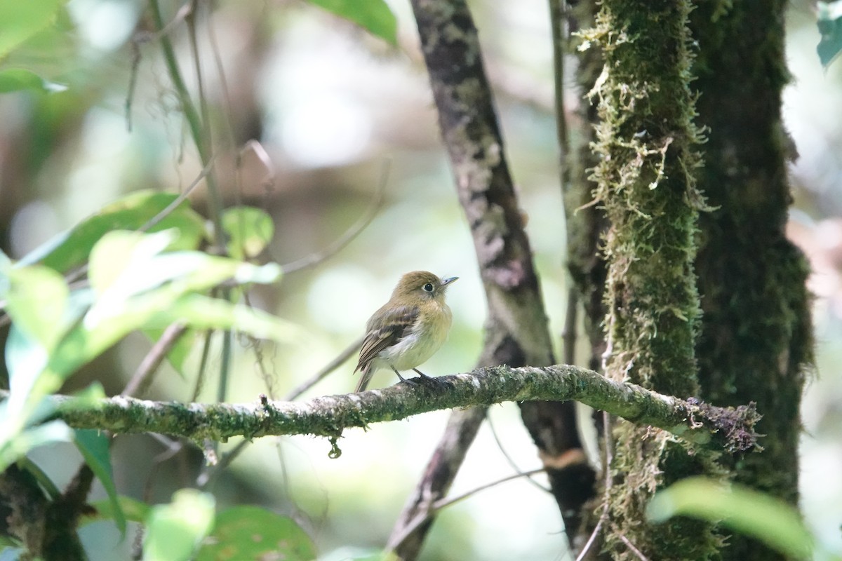 Tufted Flycatcher - ML620514003