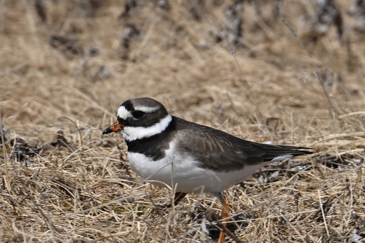 Common Ringed Plover - ML620514010