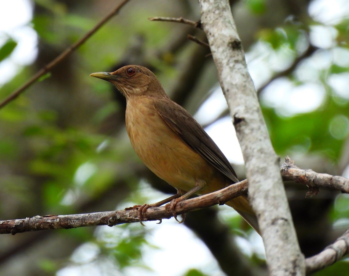 Clay-colored Thrush - Cristina Cauich -Tzab