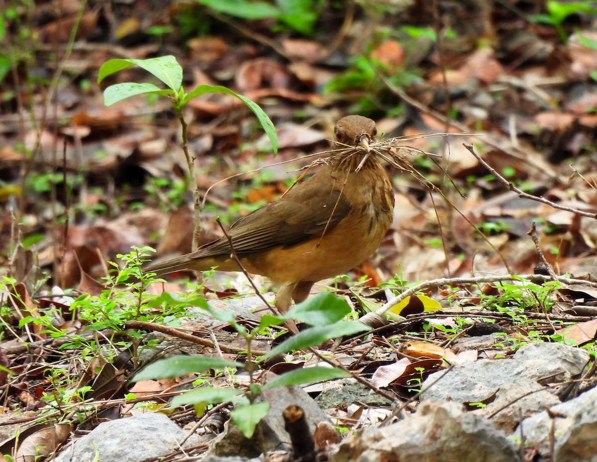 Clay-colored Thrush - ML620514014