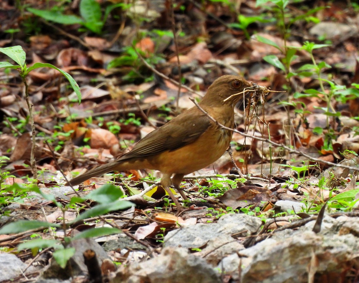 Clay-colored Thrush - ML620514015