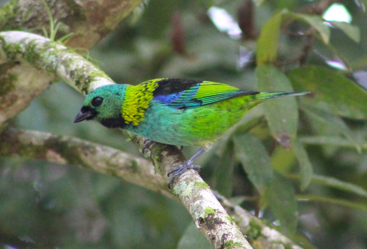 Green-headed Tanager - ML620514026