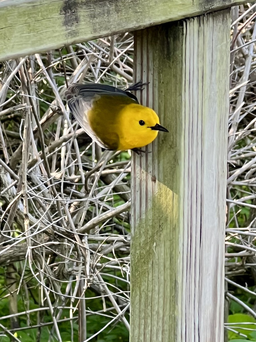 Prothonotary Warbler - ML620514038