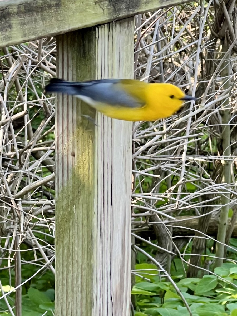 Prothonotary Warbler - ML620514039