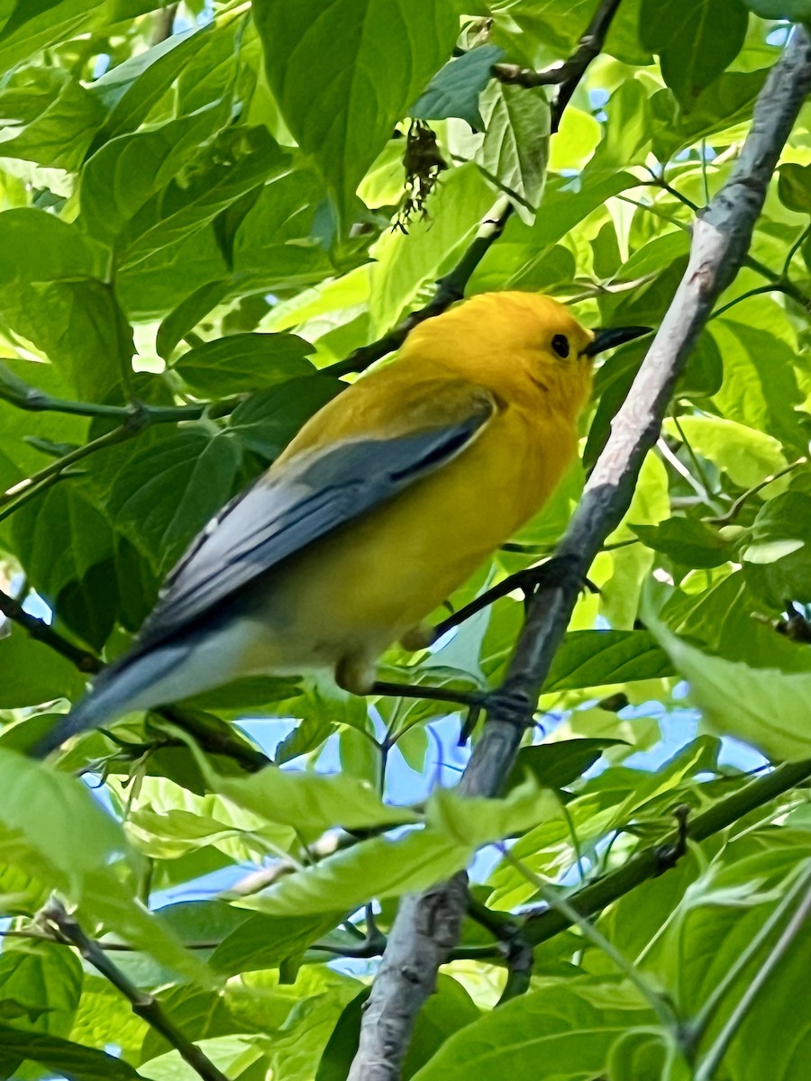 Prothonotary Warbler - ML620514040
